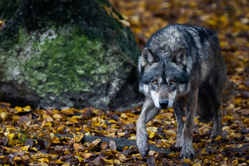Wall Mural - a grey wolf in the forest