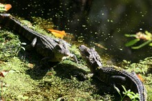 Juvenile Gators