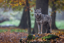 A Grey Wolf In The Forest