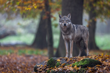 Wall Mural - A grey wolf in the forest