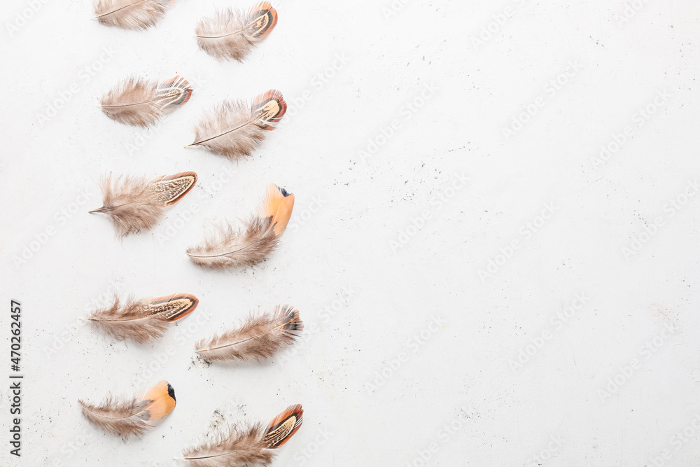 Beautiful pheasant feathers on white background