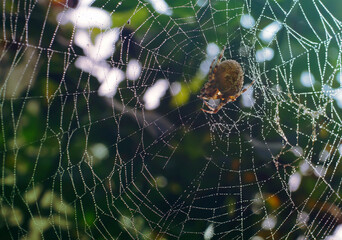 animal body part, animal markings, arachnid, autumn, background, backgrounds, closeup, defocused, fear, garden, green, halloween, insect, large, macro,, nature, no people, orb weaver s