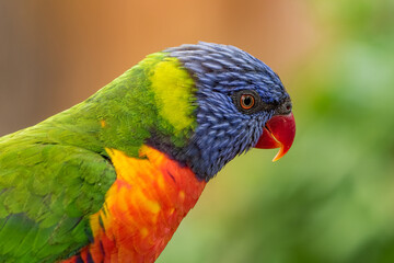 Wall Mural - Coconut lorikeet colorful closeup portrait