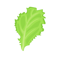 Wall Mural - vegetable salad lettuce leaf