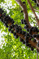 Wall Mural - Fruit exotic. Jabuticaba in the tree ready to be harvested. Jaboticaba is the native Brazilian grape tree. Species Plinia cauliflora.