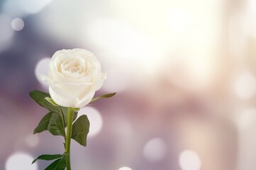 Sticker - Fresh bright rose flower in the garden.