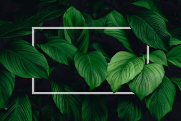 Wall Mural - spathiphyllum cannifolium concept, green abstract texture with white frame, natural background, trop