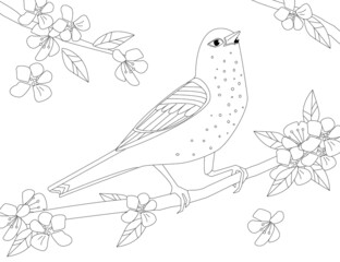 Wall Mural - lovely bird standing on branch of cherry flowering tree for your