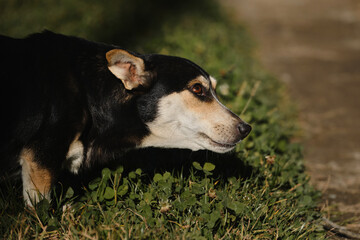 Wall Mural - Small cute mongrel dog of black and red with tan color. Mixed breed dog looks away with brown intelligent eyes. Standing in green grass outside.