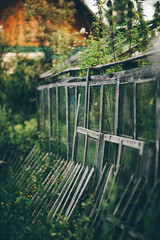  A vertical shot with a shallow depth of field of an abandoned glass greenhouse overgrown inside with weeds and nettles and a rickety wooden fence in the front leaning against glass shutters