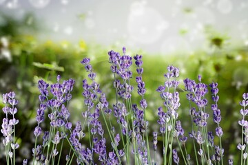 Wall Mural - A field of grass flowers light up by a sunset evening light. An inspirational nature