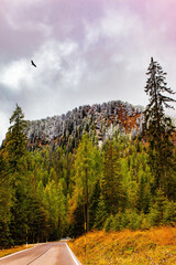 Poster - Road in mountain forests