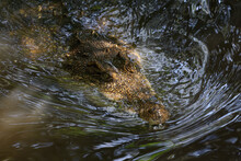 Alligator In The Water