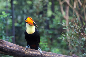 Wall Mural - The toco toucan bird on the wood tree in forest