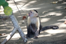 White Faced Capuchin Monkey On A Costa Rican Sandy Beach Also Known As Organ Monkey