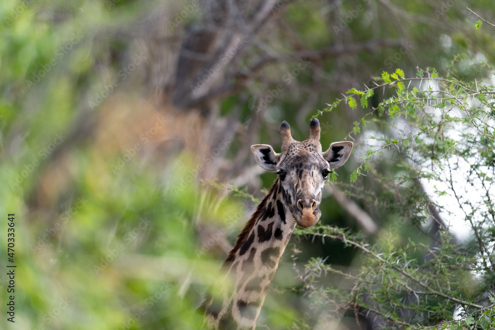 Giraffe in Kenya on safari, Africa. The giraffe is an African ...