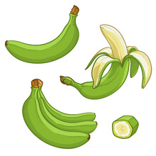 Whole, Peeled And Sliced Green Bananas. Collection Of Vector Illustration Isolated On White Background. 