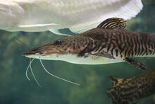 Pseudoplatystoma Tigrinum Fish, The Tiger Sorubim Long Whiskered Catfish. Beautiful Exotic Predator Fish Against Blurred Background.
