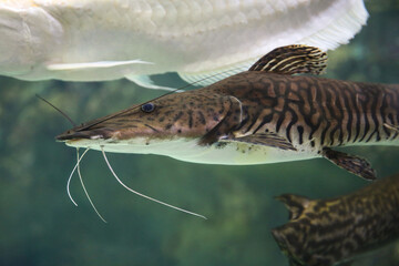 Wall Mural - Pseudoplatystoma tigrinum fish, the tiger sorubim long whiskered catfish. Beautiful exotic predator fish against blurred background.