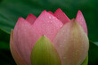 Die Lotosblumen (Nelumbo), auch Lotus genannt, sind die einzige Pflanzengattung der Familie der Lotosgewächse (Nelumbonaceae).