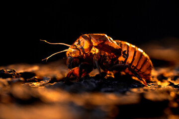 Cicada Shell at Night