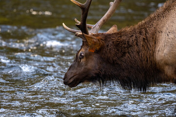 Poster - Cloes Up of Water Dripping From Bull Elk Mouth