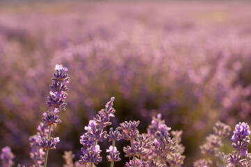 lavender flowers close-up on a blurry background