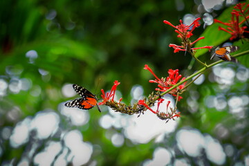 Heliconius hecale, the tiger longwing, Hecale longwing, golden longwing or golden heliconian, is a heliconiid butterfly that occurs from Mexico to the Peruvian Amazon. 