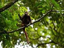 Brown Howler (Alouatta Guariba), Also Known As Brown Howler Monkey, Is A Species Of Howler Monkey, A Type Of New World Monkey That Lives In Forests In Southeastern Brazil.