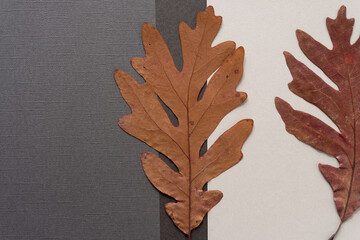 two oak leaves on a paper background