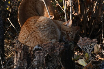 cat in the forest