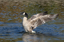 Canada Goose Spreads Its Giant Wings After Taking A Bath