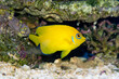 Lemonpeel Angelfish, Centropyge flavissima, a bright yellow dwarf or pygmy angelfish with a blue eye ring and highlights on the fin edges