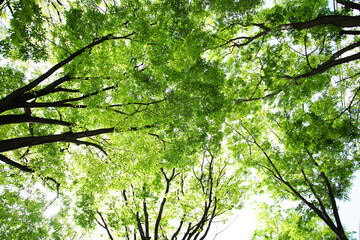 Wall Mural - leaves in the forest