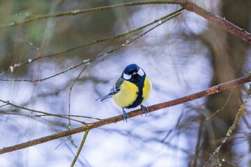 Sticker - Great tit sitting and looking to the camera