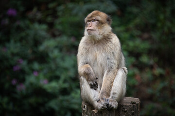 Aufkleber - An image of a barbary macaque as it sits on top of a tree stump against a natural dark green background