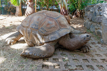 Wall Mural - Landschildkröte 