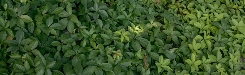 Sticker - horizontal green leafs foliage background