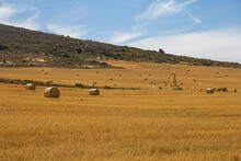 Field of wheat hay bales on a farm in St Helena Bay, Velddrif, Cape West Coast, South Africa during harvest time, summer harvest
