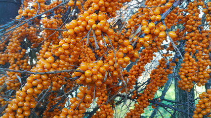 Canvas Print - sea-buckthorn branch with bright ripe orange berries