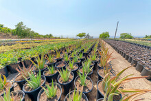 Rows Of Aloe Plants In The Middle Of Other Plants In A Pail Type Black Pots