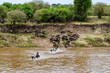 Wildebeests (Connochaetes) crossing Mara river at the Serengeti national park, Tanzania. Great migration. Wildlife photo