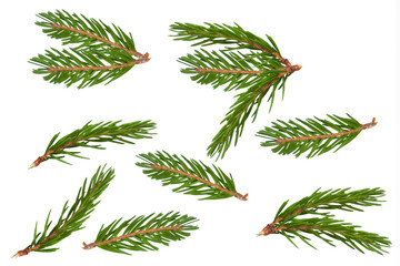 Wall Mural - Fir branches isolated on white background
