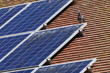 Solar Panels On The Roof Of A House Covered With Pigeon Droppings
