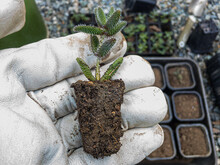Delosperma Echinatum Succulents With Roots Holding In A Hand