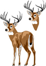 White Tailed Deer - Vector Illustration