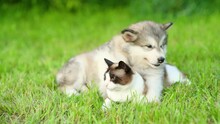 Friendly Alalskan Malamute Puppy Hugs Siamese Cat On Green Summer Grass
