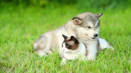 Poster - Friendly Alalskan malamute puppy hugs Siamese cat on green summer grass