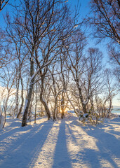 Wall Mural - Winter  forest park landscape, untouched snow. Early sunny morning. Long blue shadows on sparkling snow. Winter forest. Nice winter holiday in nature. Winter natural landscape