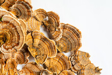 Trametes Versicolor Is A Polypore Mushroom, Commonly Known As Turkey's Tail. Isolated On White Background.